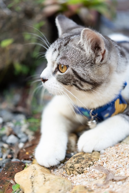 Lovely kitty with beautiful yellow eyes wearing collar for safety to play in outdoor garden 