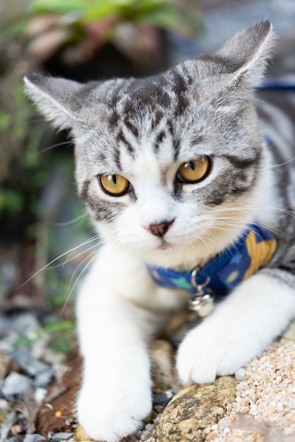 Lovely kitty with beautiful yellow eyes wearing collar for safety to play in outdoor garden 