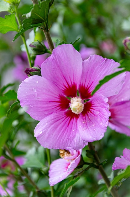 朝の庭で素敵なライラック ハイビスカスの花。