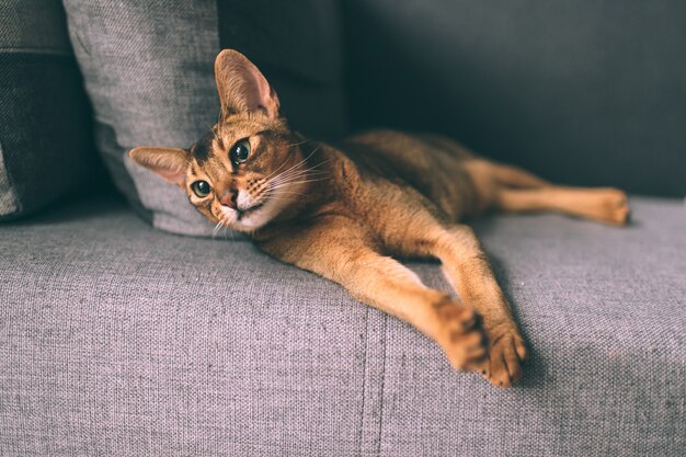 Lovely little kitten relaxing on sofa