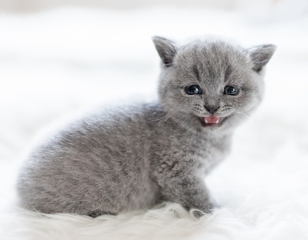 Lovely little kitty sitting and meowing.