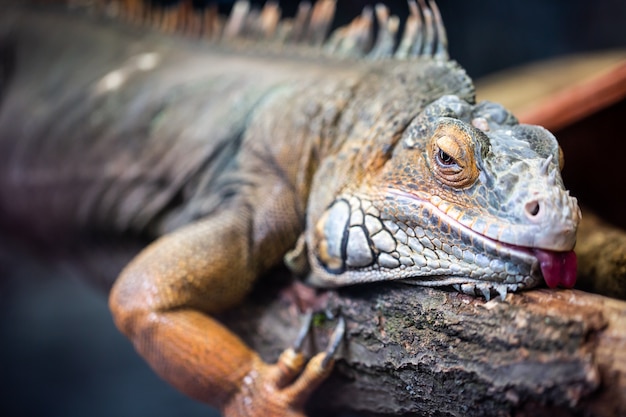 Lovely lizard lying and resting on the piece of tree