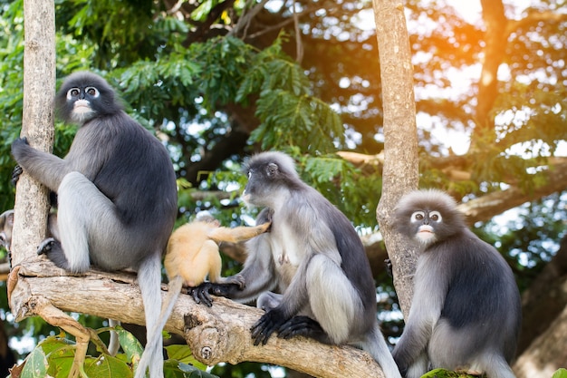 사랑스러운 원숭이, 귀여운 원숭이 안경, 재미있는 원숭이가 태국의 자연 숲에 산다.