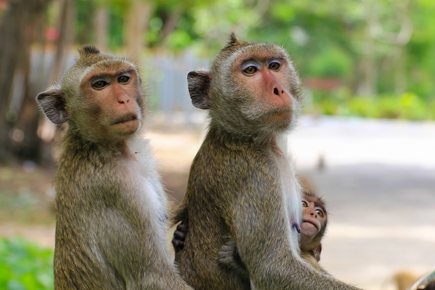 素敵なサル、おかしいサル