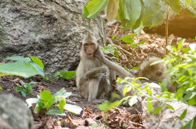 Photo lovely monkeys sleeping