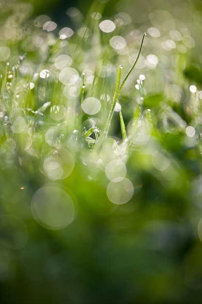 Lovely morning dew