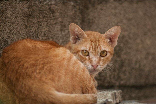 Прекрасная оранжевая кошка