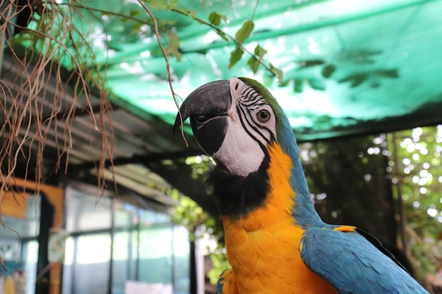 Photo lovely parrot