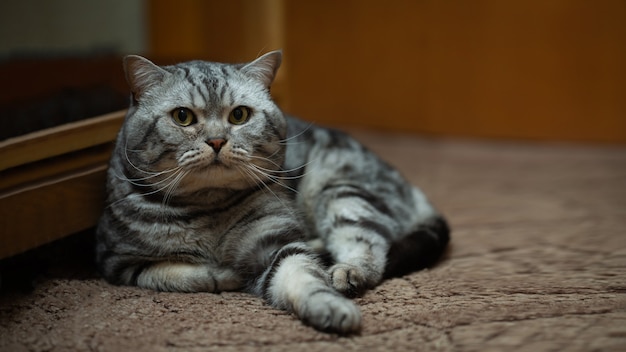 素敵なペットの猫英国の品種が床に座っています