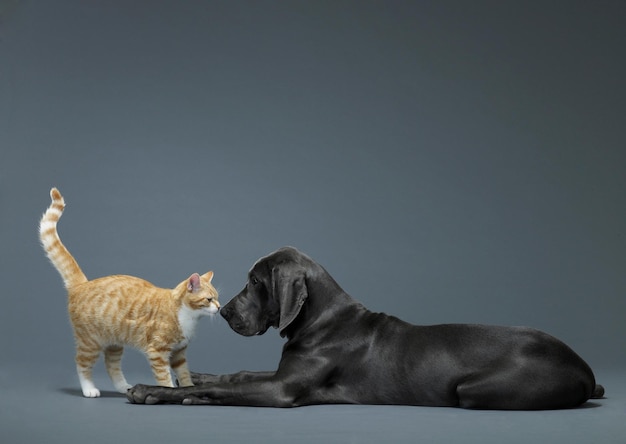 사진 사랑스러운 애완동물 고양이 사진 사진