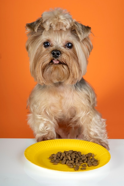 Lovely pet portrait isolated