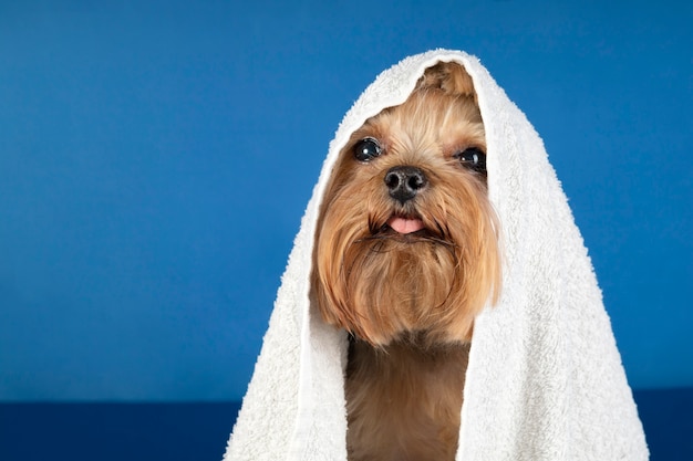 Foto ritratto adorabile dell'animale domestico isolato