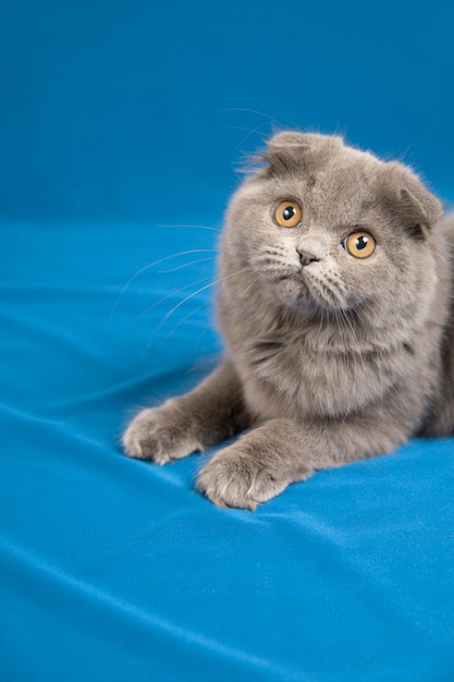 Foto ritratto adorabile dell'animale domestico isolato