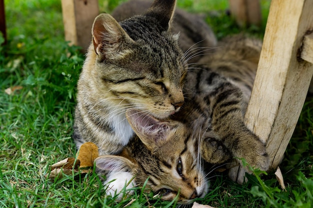2 匹の猫が横になって芝生の上で寄り添う素敵な写真