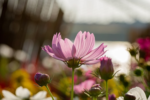 夏の間の素敵なピンクの花