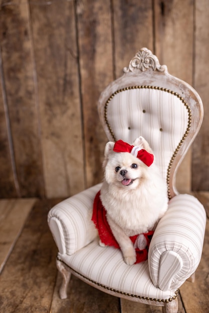 Photo lovely pomeranian spitz dog dressed up in a red dress sitting on beautiful white chair