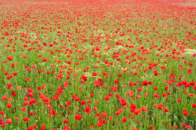 Bel campo di papaveri in primavera