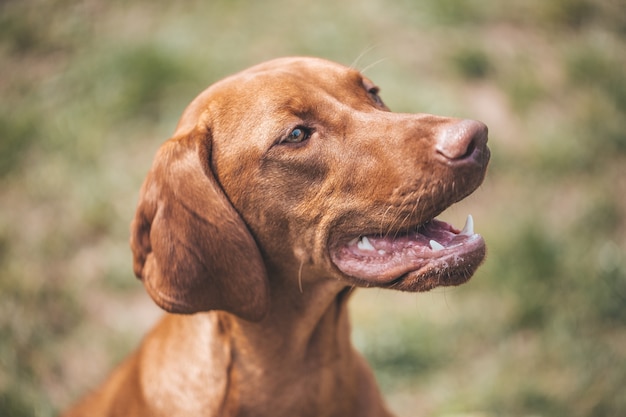 茶色の混合犬の素敵な肖像画