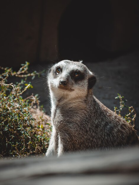 A lovely  portrait of a cute meerkat