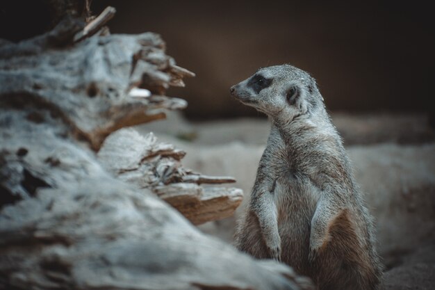 A lovely  portrait of a cute meerkat