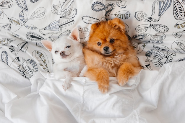 Lovely portrait of funny puppies lying under blanket.