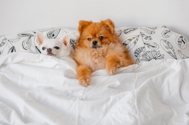 Lovely portrait of funny puppies lying under blanket.