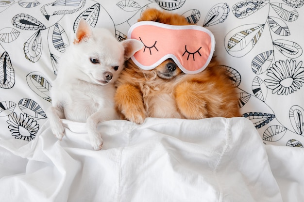 Lovely portrait of funny puppies lying under blanket.