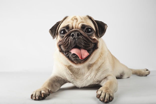 Photo lovely pug breed dog lying down