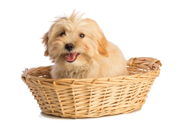 Lovely puppy in basket