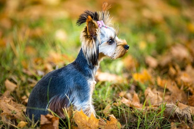 Lovely puppy of female Yorkshire Terrier small dog on the autumn grass