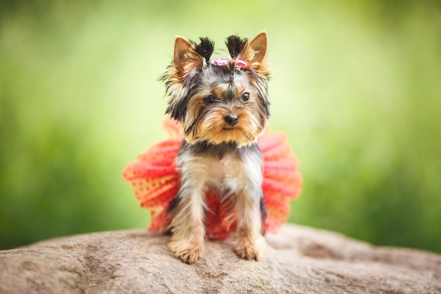 Lovely puppy of female Yorkshire Terrier small dog with red skirt on green blurred background