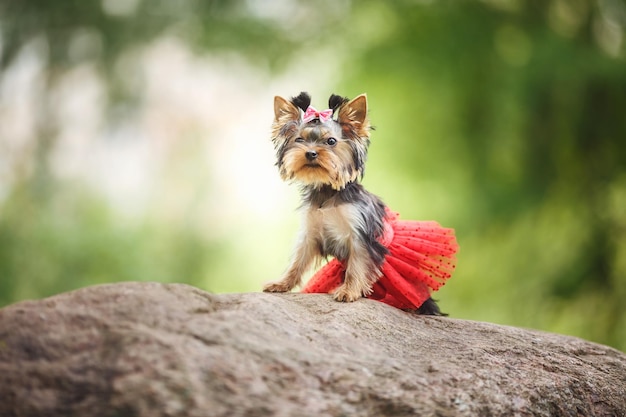 緑のぼやけた背景に赤いスカートを持つメスのヨークシャーテリア小型犬の素敵な子犬