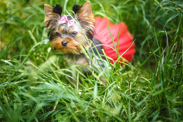 Lovely puppy of female Yorkshire Terrier small dog with red skirt on green grass