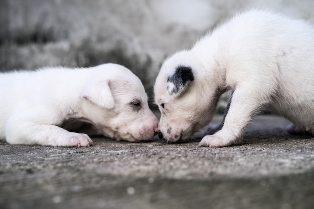 屋外で遊ぶ素敵な子犬