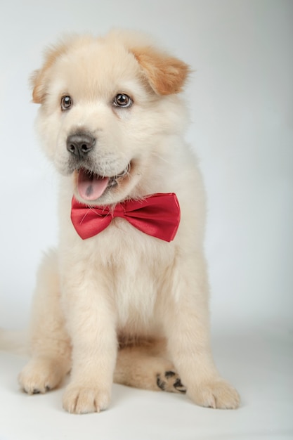 Lovely puppy with bow tie