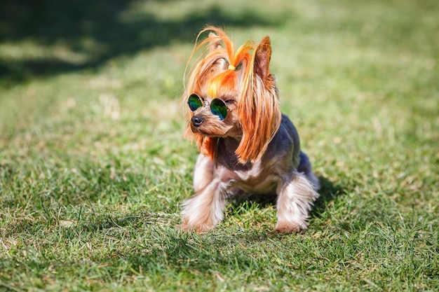 Lovely puppy of Yorkshire Terrier small dog with in rainbow sunglasses on green blurred background