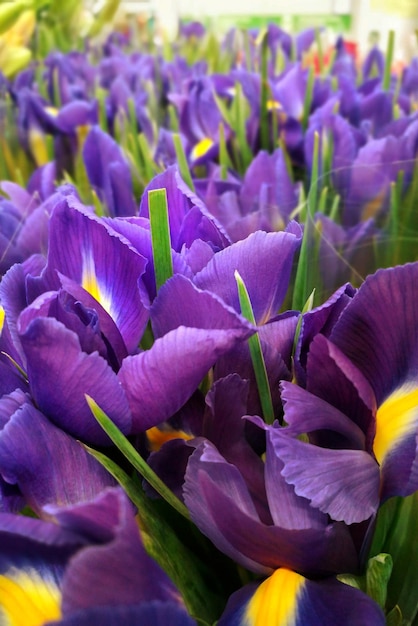 Lovely purple flowers irises as background with selectiv focus