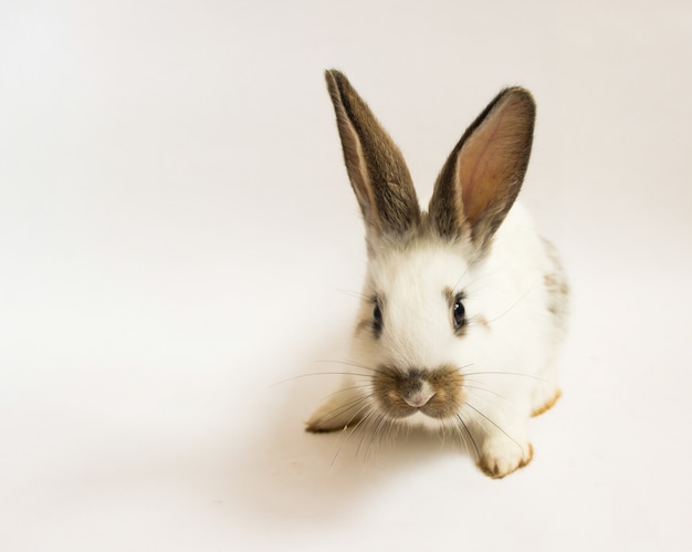 Lovely rabbit sitting isolated on white background.