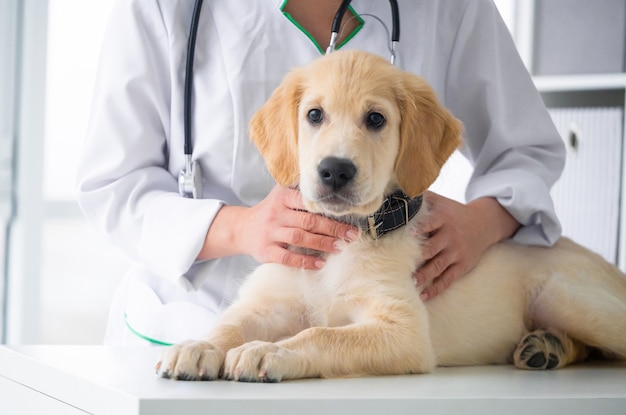 Lovely retriever dog in veterinary clinic