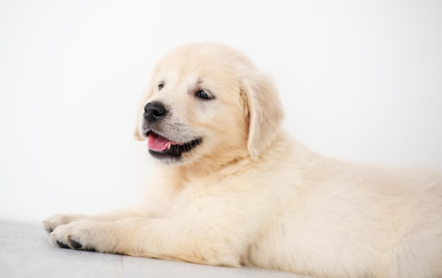 Lovely retriever puppy