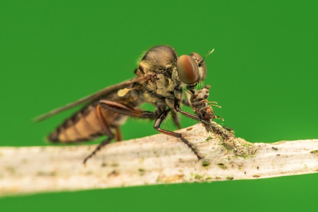 사랑스러운 강도 파리 (Asilidae) 곤충 자연 매크로 먹고