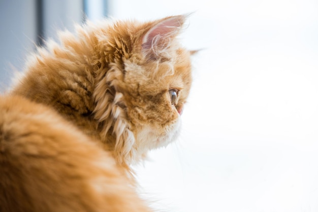 Lovely small red persian kitten on white window background