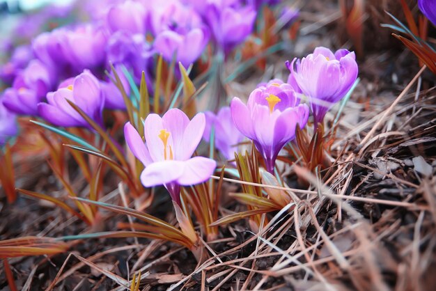 Lovely spring flowers