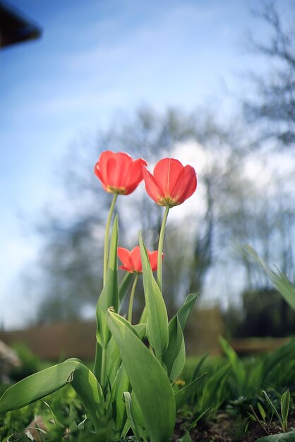 素敵な春の花