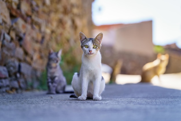 Adorabili gatti randagi sdraiati per strada in attesa che qualcuno li dia da mangiare in un vecchio villaggio