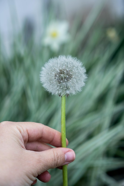 Lovely summer picture of a female hand holding dandelion against grass sunny background