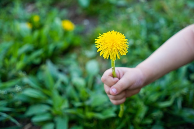 Lovely summer picture of a female hand holding dandelion against grass sunny background