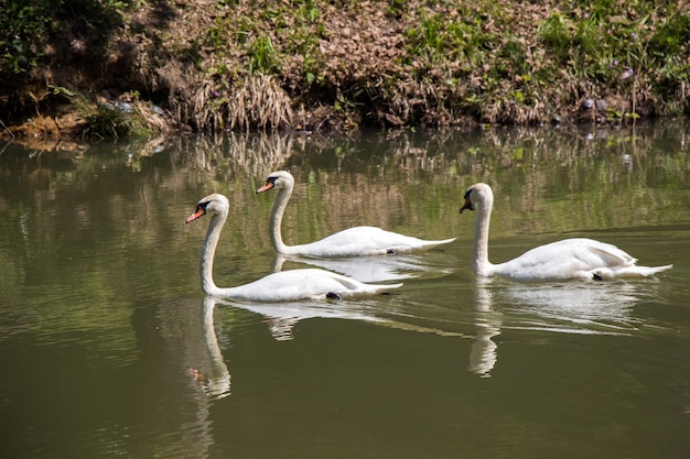 Lovely swans live in the pond