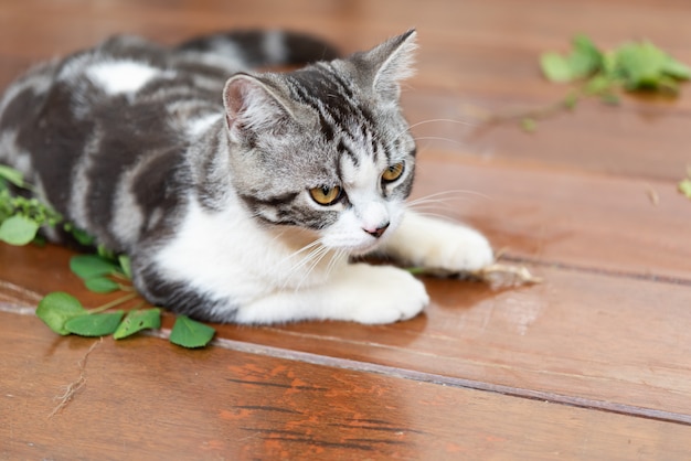 Lovely tabby cat eating