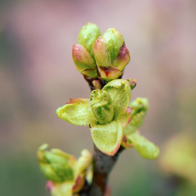 Lovely tender green blossoming leaves on a tree